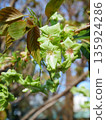Gyoi Kizakura in full bloom 135924286
