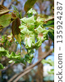 Gyoi Kizakura in full bloom - 3:2 version 135924287