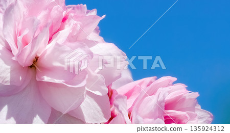 pink cherry blossom, Sakura flowers branch 135924312