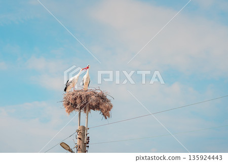 Storks in nest against the sky. Two white storks standing in large nest on utility pole under clear blue sky. Concept of love, family and wildlife harmony in urban surroundings 135924443