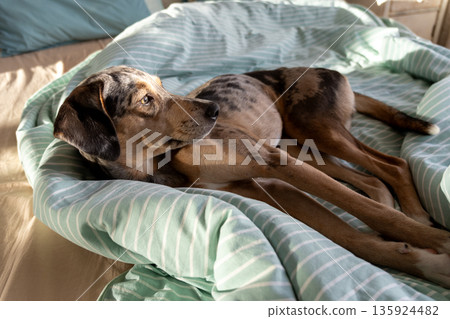sleepy spotted Dog is lying on bed covered with blanket. pet looks curiously at the camera. 135924482