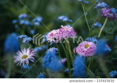 Beautiful Pink and Blue Flowers in Bloom Beautiful Pink and Blue Flowers in Bloom 135925630