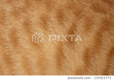 Soft texture of orange fur of a cat in a close-up view of fur details 135925771