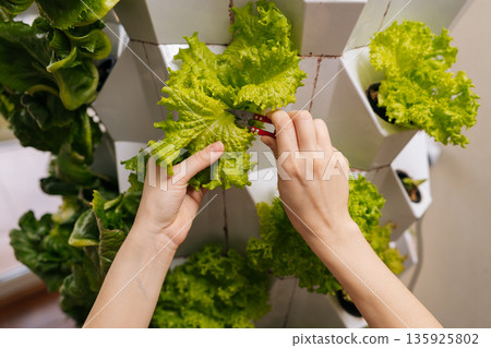 Close-up view of home gardening enthusiast harvesting fresh lettuce leaves from vertical hydroponic garden system, growing healthy organic vegetables for sustainable urban farming. 135925802