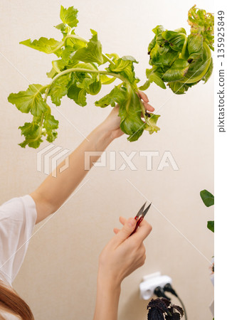 Close-up vertical shot of woman cutting green lettuce from modern vertical hydroponics setup, fresh produce and sustainable gardening practices for healthy eating. Concept of modern soilless farming. Close-up vertical shot of woman cutting green lettuce from modern vertical hydroponics setup, fresh produce and sustainable gardening practices for healthy eating. Concept of modern soilless farming. 135925849