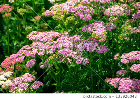 Close up image of little pink flowers in the park with green background. A bunch of purple flowers with the word bee on the bottom. High quality photo 135926048