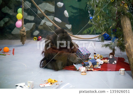 orangutan unpacks presents under a Christmas tree in its enclosure, behavioral enrichment in zoo orangutan unpacks presents under a Christmas tree in its enclosure, behavioral enrichment in zoo 135926051