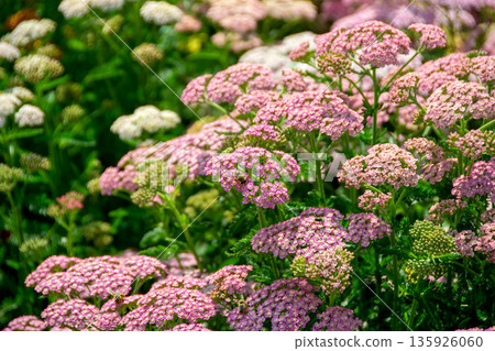 Close up image of little pink flowers in the park with green background. A bunch of purple flowers with the word bee on the bottom. High quality photo 135926060