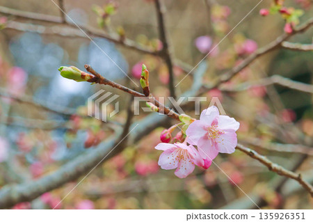 一月份,河津櫻花和新芽在東山公園(二宮町)盛開 一月份,河津櫻花和新芽在東山公園(二宮町)盛開 135926351