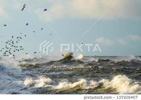 Stormy Baltic Sea waves crash at Liepaja harbor breakwater with seagulls flying above the raging water Stormy Baltic Sea waves crash at Liepaja harbor breakwater with seagulls flying above the raging water 135926407