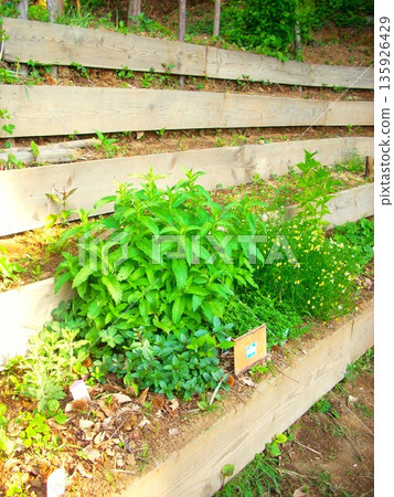 長野縣藥草園 135926429