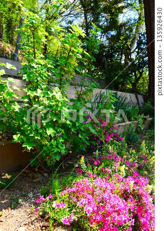 Garden with currant trees, Nagano Prefecture 2 Garden with currant trees, Nagano Prefecture 2 135926430