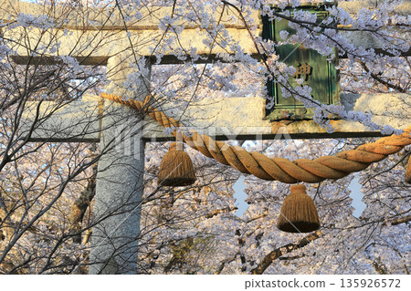 Shimenawa ropes hanging from the shrine's torii gate and cherry blossoms in full bloom 135926572