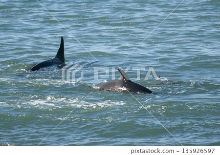 Orca family hunting sea lions on the paragonian coast, Patagonia, Argentina 135926597