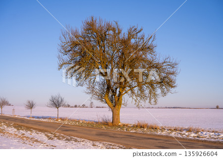 A road runs alongside a large tree in a snowy field. The sky is clear and blue. Small trees line the road. The scene shows a winter day in an open landscape. A road runs alongside a large tree in a snowy field. The sky is clear and blue. Small trees line the road. The scene shows a winter day in an open landscape. 135926604