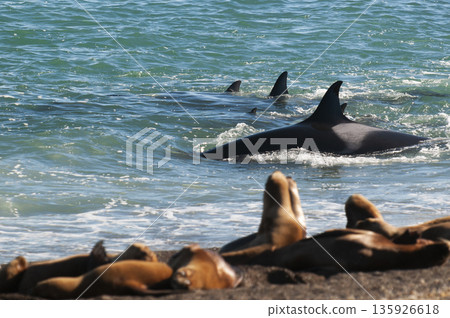 Orca family hunting sea lions on the paragonian coast, Patagonia, Argentina Orca family hunting sea lions on the paragonian coast, Patagonia, Argentina 135926618