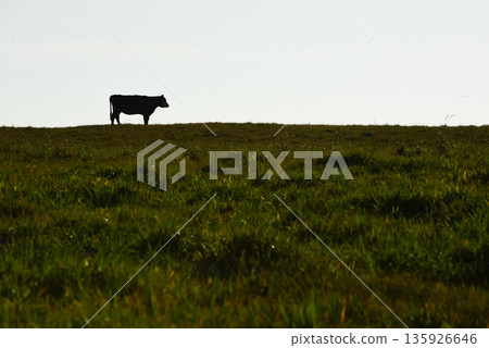 Countryside landscape with cows grazing, La Pampa, Argentina Countryside landscape with cows grazing, La Pampa, Argentina 135926646