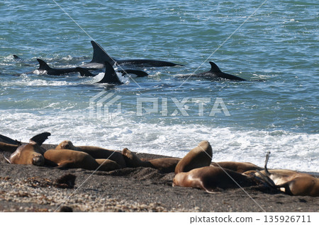 Orca family hunting sea lions on the paragonian coast, Patagonia, Argentina Orca family hunting sea lions on the paragonian coast, Patagonia, Argentina 135926711