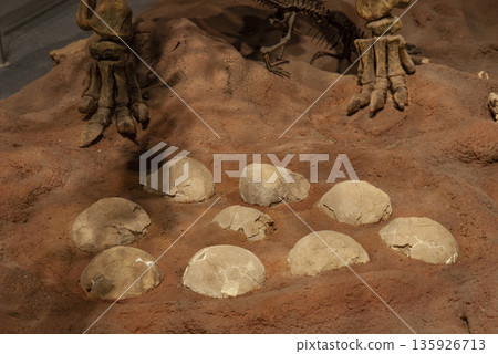 Titanosaurus Australis, fossized eggs, prehistoric animal inhabitant of Patagonia,  Argentina. 135926713