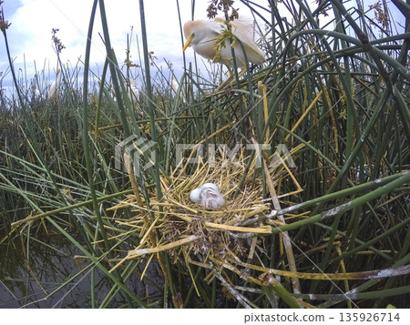 Cattle Egret, Bubulcus ibis, nesting, La Pampa Province, Patagonia, Argentina 135926714