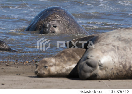 Elephant seal family, Peninsula Valdes, Patagonia, Argentina Elephant seal family, Peninsula Valdes, Patagonia, Argentina 135926760