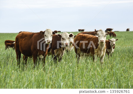 Cattle raising  with natural pastures in Pampas countryside, La Pampa Province,Patagonia, Argentina. 135926761