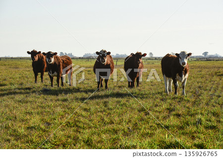 Countryside landscape with cows grazing, La Pampa, Argentina 135926765