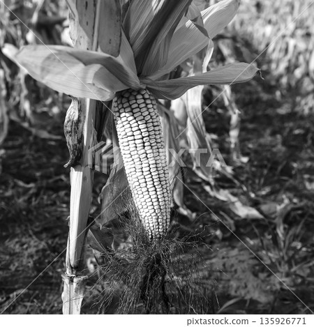 Corn cob growing on plant ready to harvest, Argentine Countryside, Buenos Aires Province, Argentina 135926771