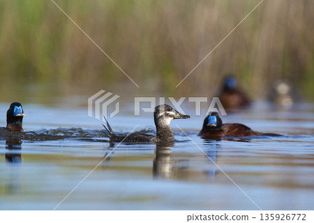 Lake Duck in Pampas Lagoon environment, La Pampa Province, Patagonia , Argentina. 135926772