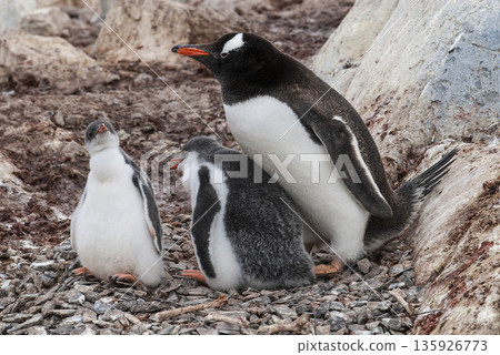 Gentoo Penguin on the beach,feeding his chick, Port Lockroy , Goudier Island, Antartica Gentoo Penguin on the beach,feeding his chick, Port Lockroy , Goudier Island, Antartica 135926773