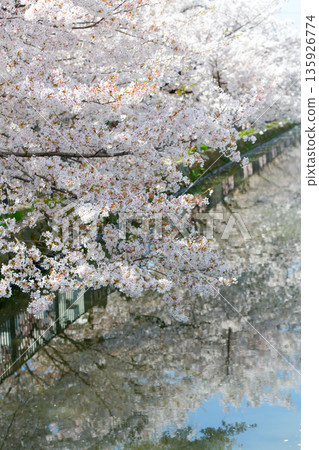 盛開的櫻花樹倒映在灌溉渠道中_垂直 135926774