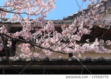 Cherry blossoms in full bloom overlapping with traditional tiled roofs 135926779