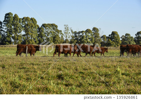 Countryside landscape with cows grazing, La Pampa, Argentina Countryside landscape with cows grazing, La Pampa, Argentina 135926861