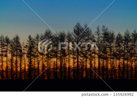 Windbreak and the dawn sky Windbreak and the dawn sky 135926992