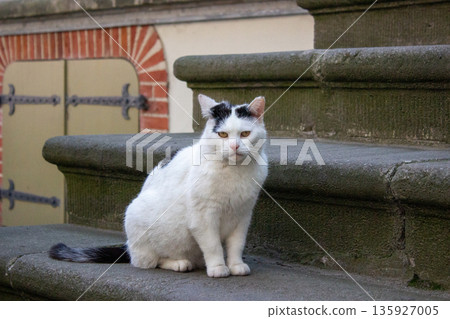 White cat sitting on stone steps White cat sitting on stone steps 135927005