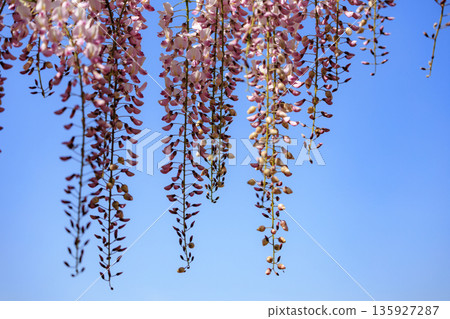 春天盛開的紫色紫藤花 春天盛開的紫色紫藤花 135927287