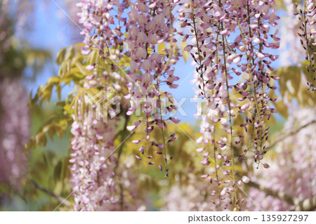 Purple wisteria flowers blooming in spring Purple wisteria flowers blooming in spring 135927297