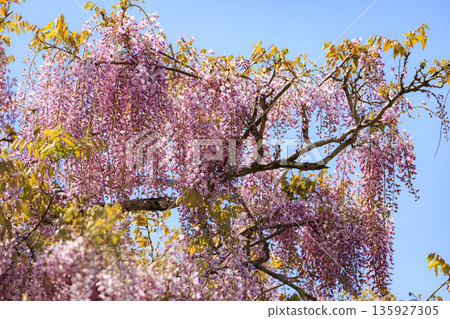 Purple wisteria flowers blooming in spring Purple wisteria flowers blooming in spring 135927305