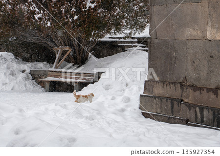 Ginger cat walks through deep snow near stone walls and benches within the grounds of the Geghard Monastery, bare trees and winter textures 135927354