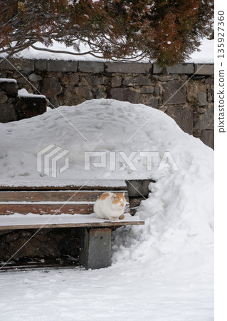 Ginger and white cat sits curled up on a snow-covered wooden bench, soft fur contrasts with icy textures and muted winter tones 135927360