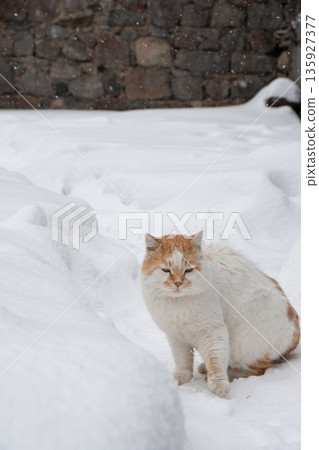 Ginger and white cat sits in deep snow near a stone wall, soft fur contrasts with clean white winter textures and falling snowflakes 135927377