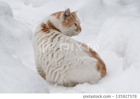Ginger and white cat sits curled in deep snow, thick winter fur and soft textures contrast with a clean white background and muted light 135927378