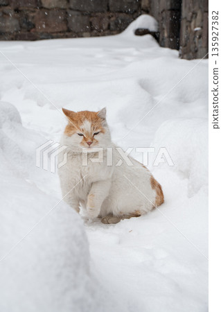 Ginger and white cat sits in deep snow near a stone wall, soft fur contrasts with clean white winter textures and falling snowflakes 135927382
