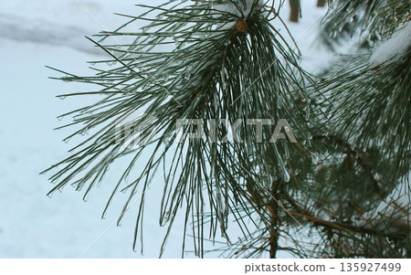 Details of Fir Branch Fully Frozen with Icicles on Needles. Close up of Pine Needles Covered in Ice 135927499