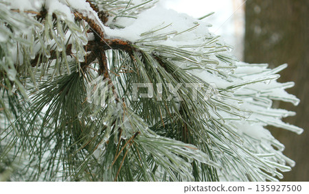 Icicles on a green pine needles after a winter storm macro shot stock photo. Pine Needles Covered in Ice and Snow Detailed Stock Image Icicles on a green pine needles after a winter storm macro shot stock photo. Pine Needles Covered in Ice and Snow Detailed Stock Image 135927500