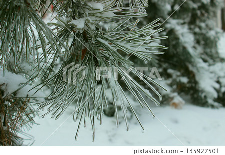 Icicles and ice completely cover the thin pine branches at frosty weather Icicles and ice completely cover the thin pine branches at frosty weather 135927501