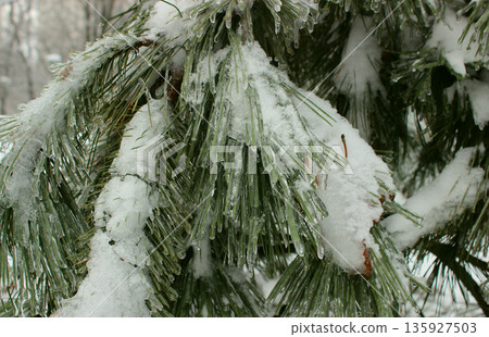 Spruce paws completely covered with ice on the branches of a frozen tree. Close up of Spruce Needles Covered in Ice and Snow Spruce paws completely covered with ice on the branches of a frozen tree. Close up of Spruce Needles Covered in Ice and Snow 135927503