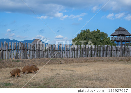 彌生風景吉野 135927617