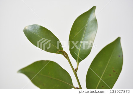 榊樹 榊樹 135927873