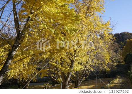 Autumn leaves ginkgo Autumn leaves ginkgo 135927992